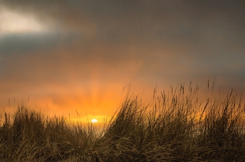 Dunes by the Sea