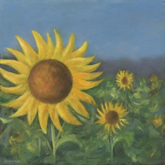 Sunflower Field I