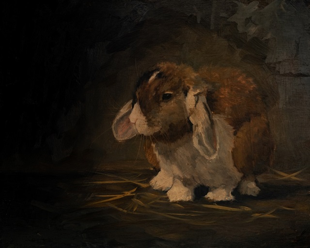 Resting Bunny Rabbit II