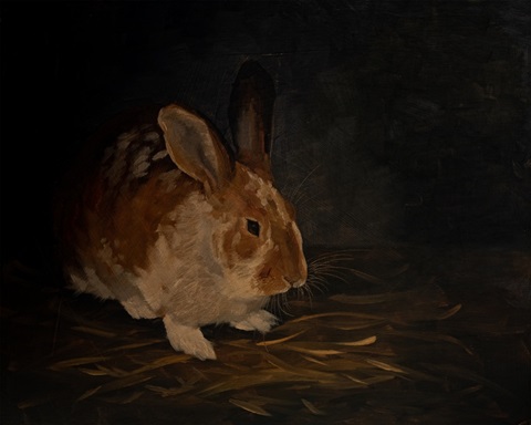 Resting Bunny Rabbit III