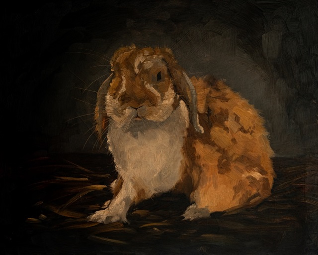 Resting Bunny Rabbit VIII