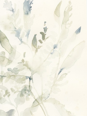 Elegant Sea Kelp I