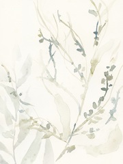 Elegant Sea Kelp II