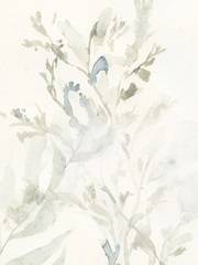 Elegant Sea Kelp III