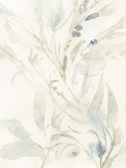 Elegant Sea Kelp IV