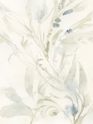 Elegant Sea Kelp IV