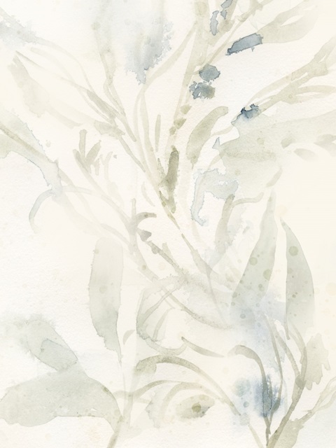 Elegant Sea Kelp IV