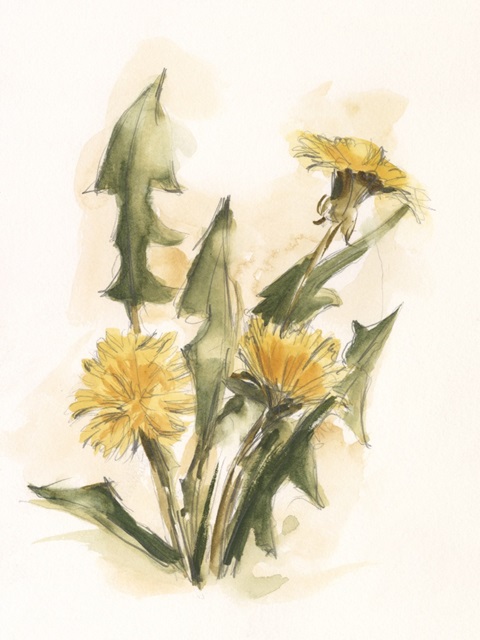 Dandelion Study I