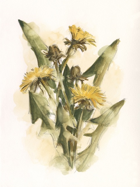 Dandelion Study II