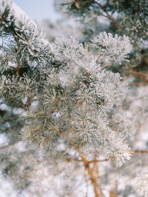 Winter Branches I