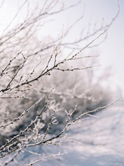 Winter Branches II