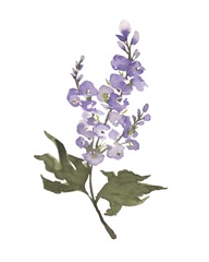 July Larkspur
