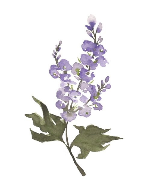 July Larkspur