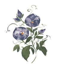 September Morning Glory