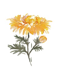 November Chrysanthemum