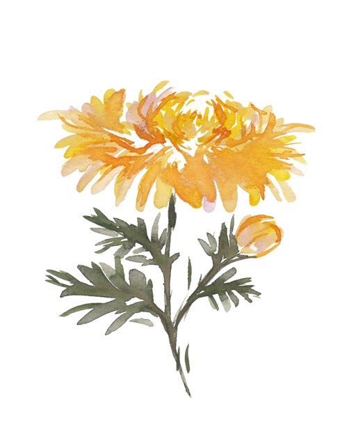 November Chrysanthemum