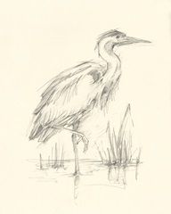 Waterbird Sketchbook Study I