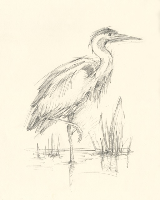 Waterbird Sketchbook Study I