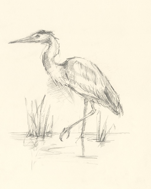 Waterbird Sketchbook Study II