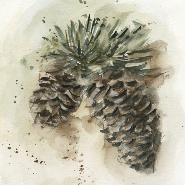 Watercolor Pinecone Study I