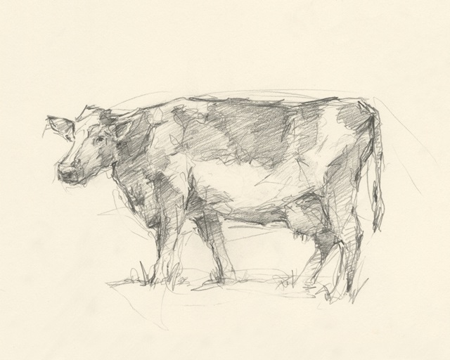 Bovine Pencil Study II