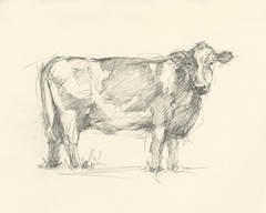Bovine Pencil Study I