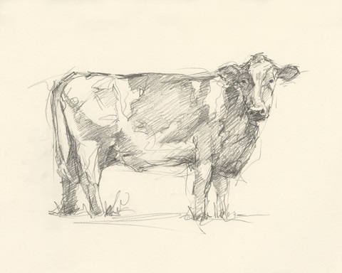 Bovine Pencil Study I