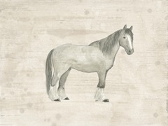 Antique Equine Sketch I
