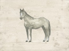 Antique Equine Sketch II