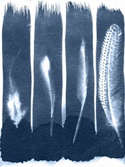 Cyanotype Feather Trio I