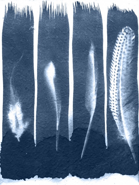 Cyanotype Feather Trio I