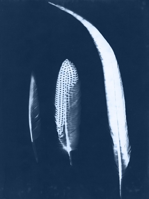 Cyanotype Feather Trio II