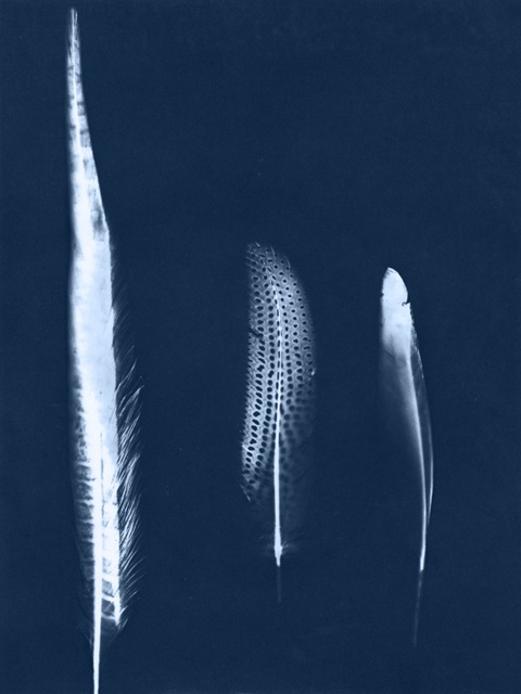 Cyanotype Feather Trio III