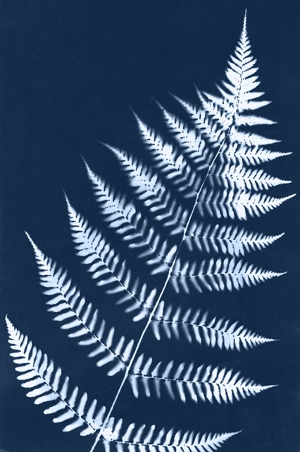 Cyanotype Fern Leaf I