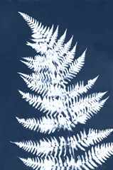 Cyanotype Fern Leaf II