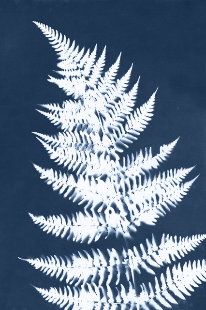 Cyanotype Fern Leaf II