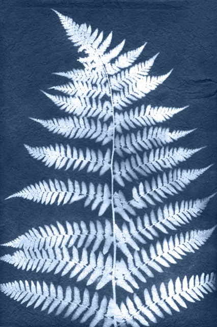 Cyanotype Fern Leaf III