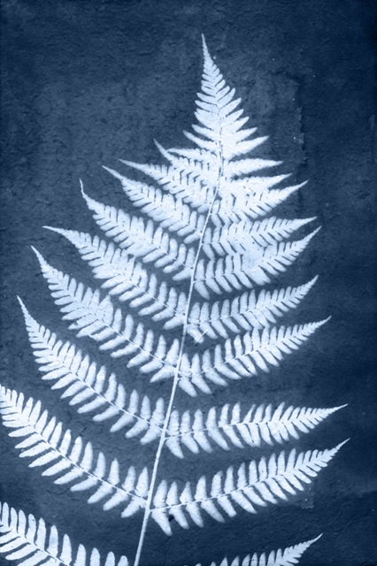 Cyanotype Fern Leaf IV