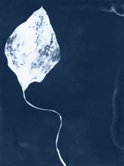 Cyanotype Leaf I