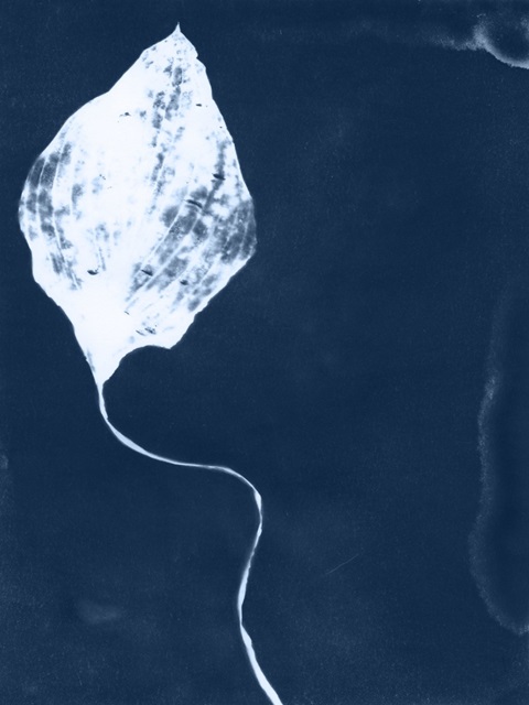 Cyanotype Leaf I