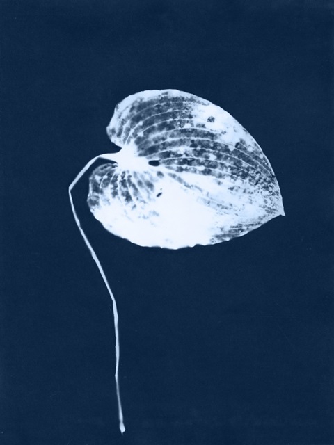 Cyanotype Leaf II