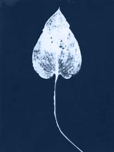 Cyanotype Leaf III