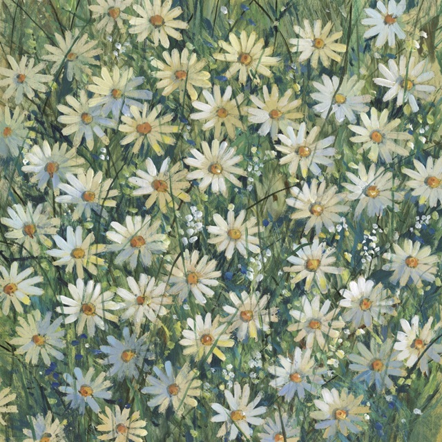 A Field of Daisies II