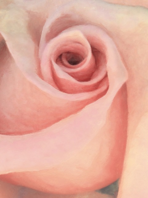 Soft Flower Petals III