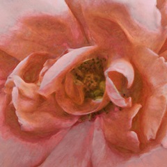 Soft Wall Flower VI