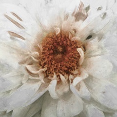 Soft Wall Flower VII
