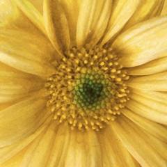 Soft Wall Flower XI