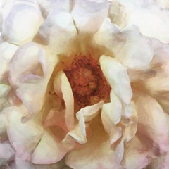 Soft Wall Flower XII