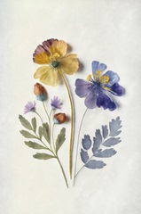 Pressed Flower Memories III