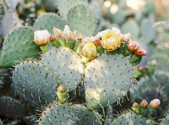 Flowering Cactus